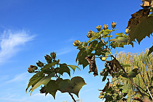 芙蓉花的果实