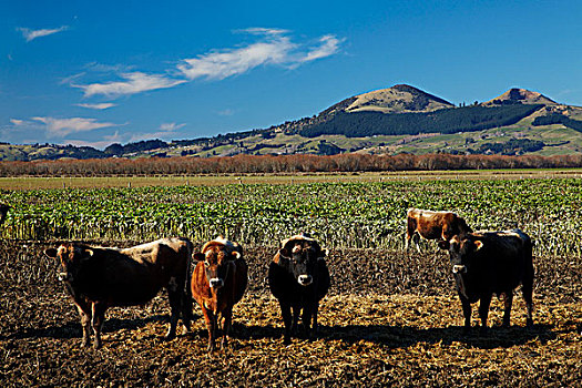 母牛,马鞍,山,靠近,南岛,新西兰
