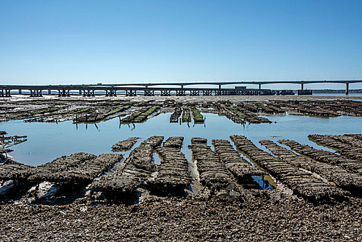 牡蛎养殖场,桥,法国,欧洲