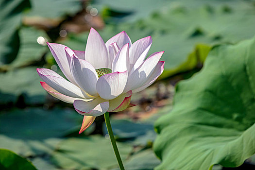 河南滑县,荷花盛开