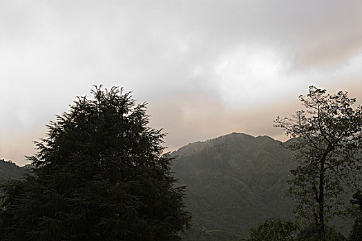 树,山峦,雾,大吉岭,西孟加拉,印度