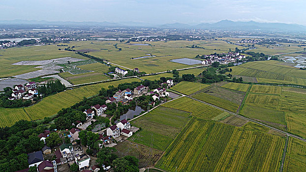 乡村麦田