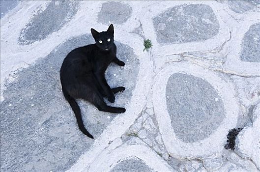 黑猫,躺着,涂绘,铺路石,基克拉迪群岛,希腊,欧洲