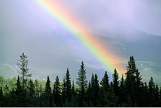 彩虹,上方,树林,碧玉国家公园,艾伯塔省,加拿大