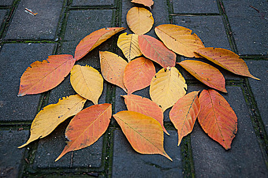 黄色的落叶在地面拼出形状