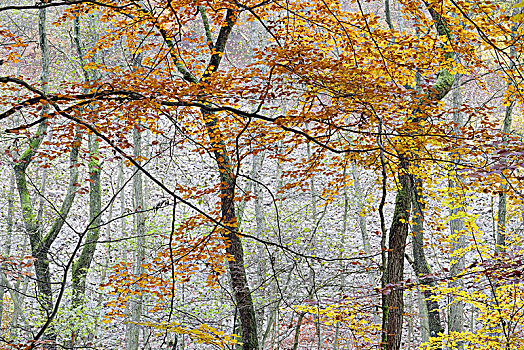 瑞典,国家公园,山毛榉,秋天