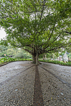 桂林秋季雨中公园池塘绿地树林