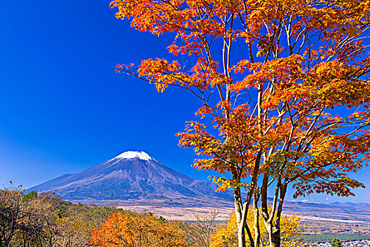 山,富士山,秋叶