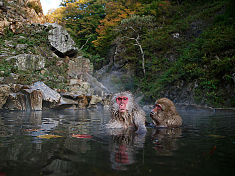 日本猕猴,雪猴,一对,湿透,日本