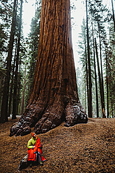 男青年,远足,包着,红色,睡袋,仰视,美洲杉,红杉国家公园,加利福尼亚,美国