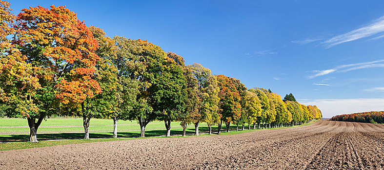 树,道路,秋天,符腾堡,巴登符腾堡,德国,欧洲