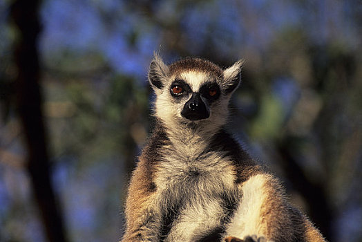 马达加斯加,节尾狐猴,特写