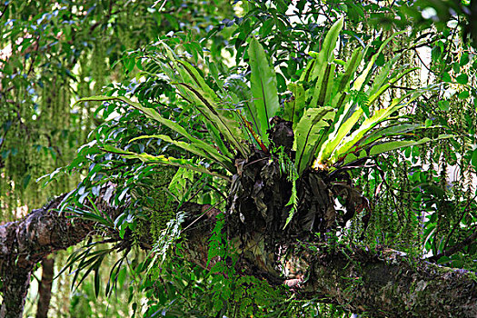 附生植物,植物,古农列尤择国家公园,苏门答腊岛,印度尼西亚