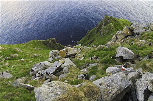 角嘴海雀,鸟岛,挪威