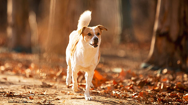 萨摩和田园犬的秋景拍摄