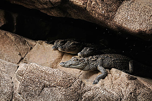 两个,小,鳄鱼,印度,湿地,鳄属,休息,浅,洞穴,伦滕波尔国家公园,拉贾斯坦邦,亚洲
