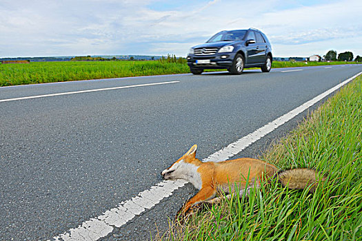 死,红狐,道路,黑森州,德国