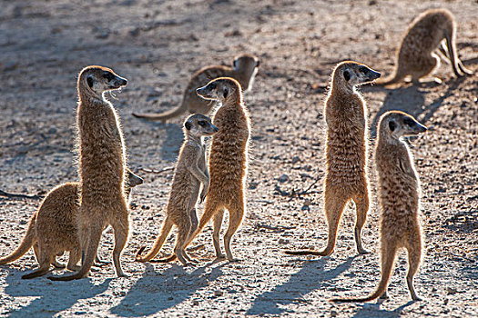 猫鼬,暸望,卡拉哈迪大羚羊国家公园,北开普,南非,非洲