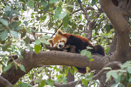 小猫熊,睡觉,枝条,树,小熊猫