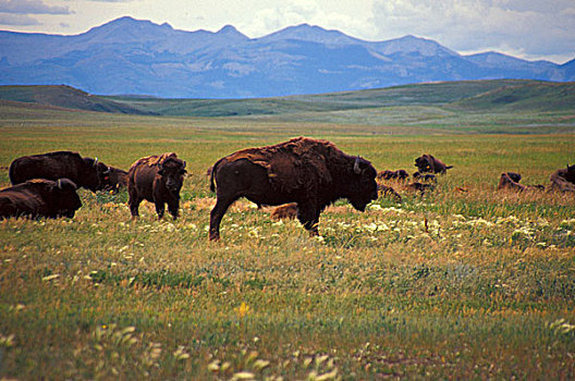水牛,牧群,漫游,国家,预留,蒙大拿