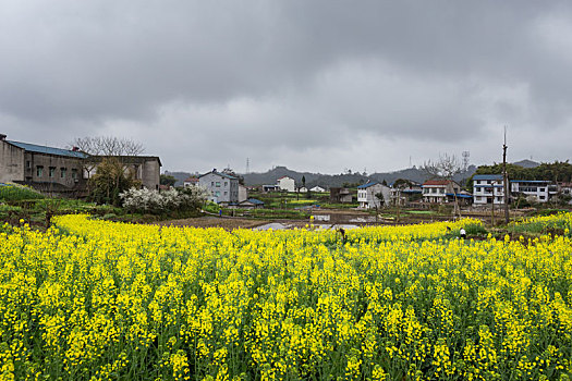 油菜花