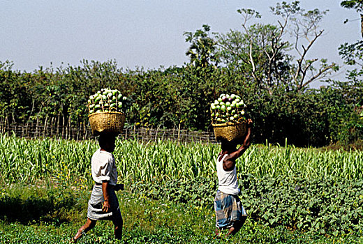 农民,茄子,市场,孟加拉