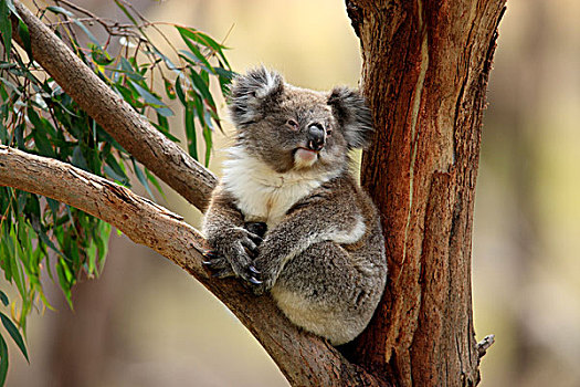 树袋熊,成年,坐,桉树,树,澳大利亚