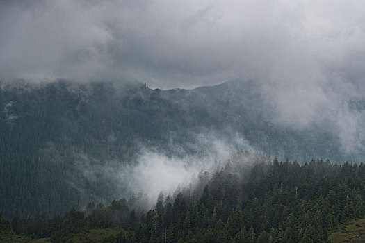 雾,上方,山,地区性,地区,岛屿,不列颠哥伦比亚省,加拿大