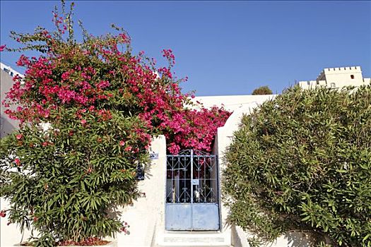 花,装饰,房门,锡拉岛,希腊