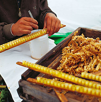 杭州蜂,取蜂胶