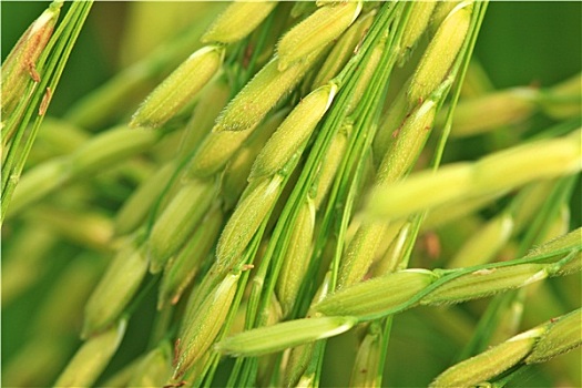 稻米,农场