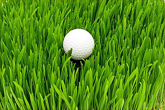 高尔夫球,草地,草