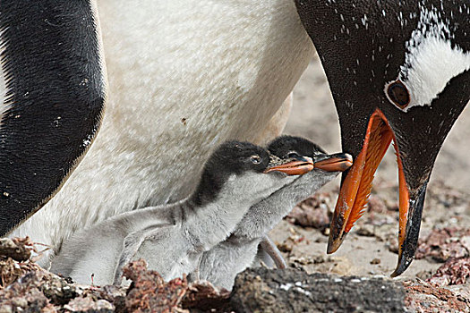 巴布亚企鹅,喂食,幼禽,福克兰群岛
