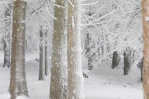 积雪,树林,特写
