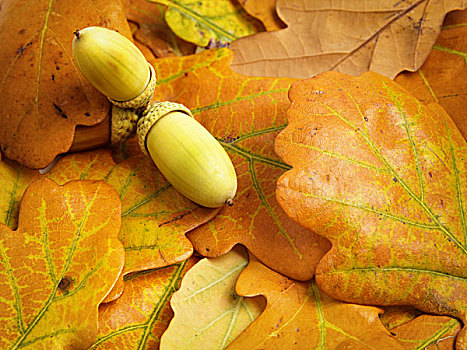 秋天,橡树叶,橡子,背景