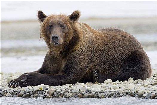 大灰熊,棕熊,休息,河边