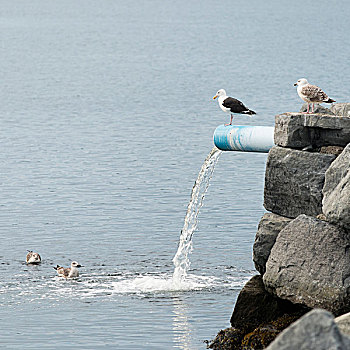 鸟,站立,游泳,水,倒出,岩石墙,纽芬兰,拉布拉多犬,加拿大