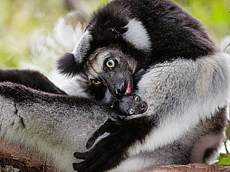 母亲,舔,幼兽,国家公园,马达加斯加