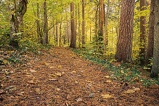 小路,彩色,秋天,木头,区域
