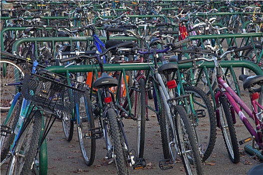 自行车,停放,大学,校园