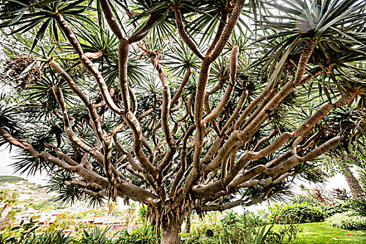 龙血树属,公园,圣克鲁斯岛,马德拉岛,葡萄牙,欧洲