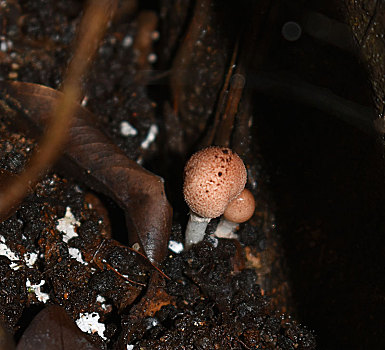 雨季