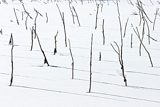 冬季,雪,影