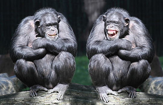 两个猿人图片图片