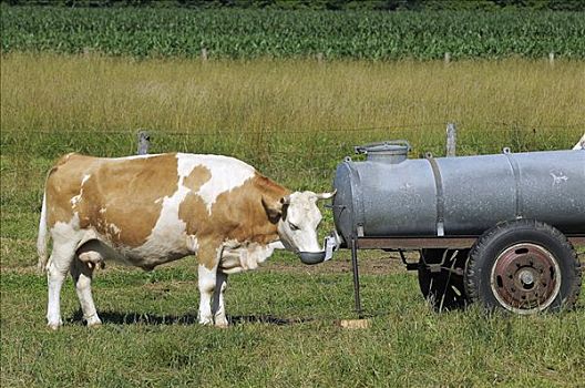 母牛,喝,桶,水,上巴伐利亚,德国,欧洲