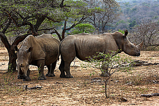 白犀牛,国家公园,省,南非,非洲