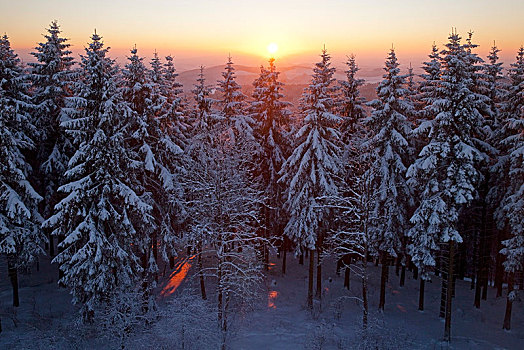 积雪,云杉,日落,冬天,逆光,北莱茵威斯特伐利亚,德国,欧洲