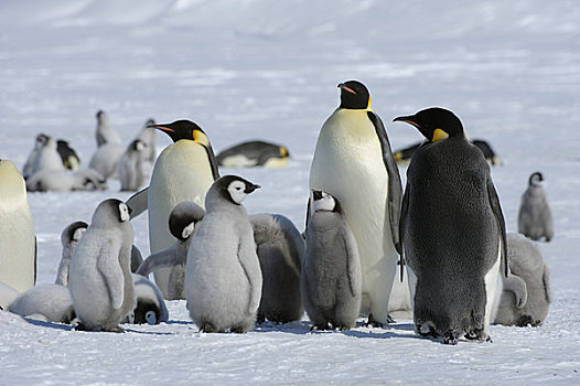 南极,威德尔海,雪丘岛,迅速,冰,帝企鹅,野生动物,鸟,海鸟,企鹅,生物群,幼禽,小企鹅,幼兽