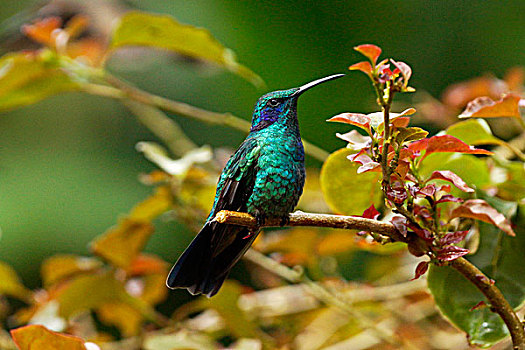 绿紫耳蜂鸟,蜂鸟,哥斯达黎加