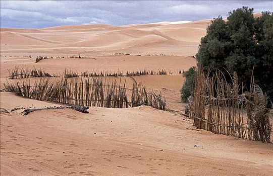 沙丘,干燥,干旱,撒哈拉沙漠,利比亚,非洲